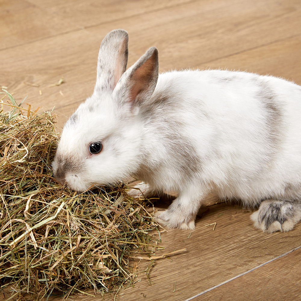 Gevaar Pijlpunt militie Een warme thuis voor je konijn: tips voor voeding en verblijf - Aveve