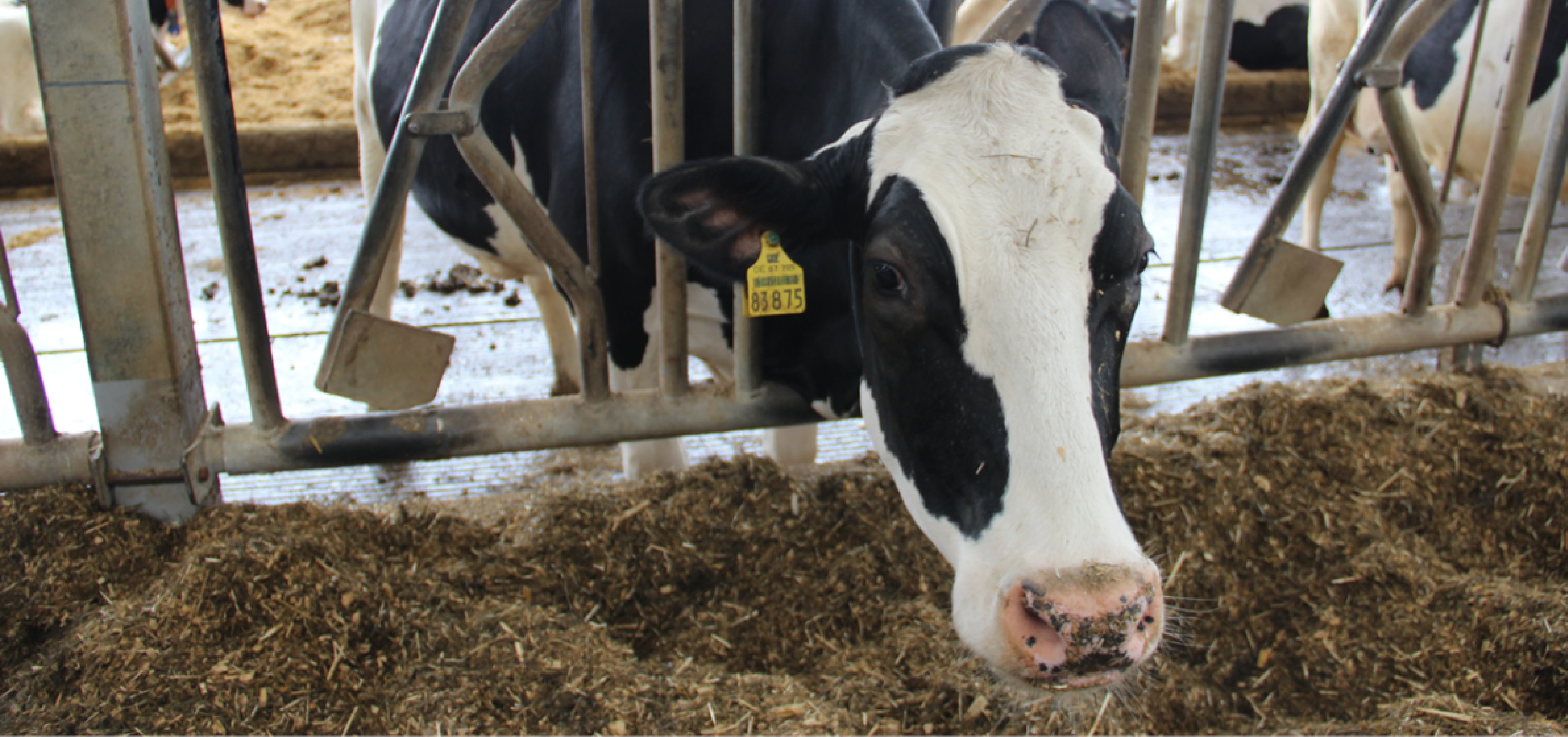 Melkvee rantsoenaudit 968x455px