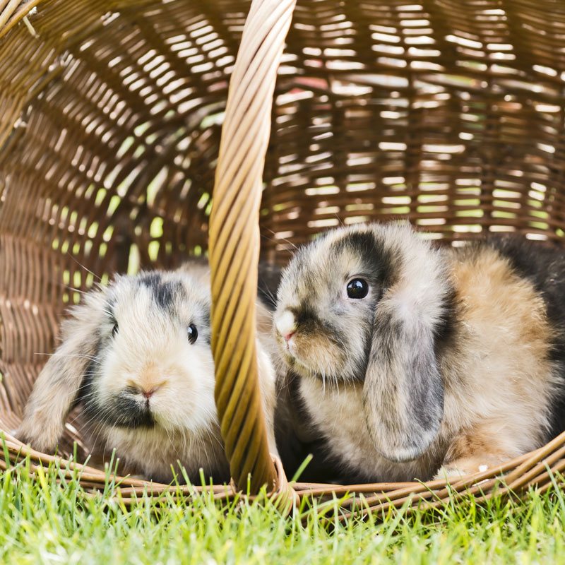 Jardin sans danger pour les lapins – Aveve