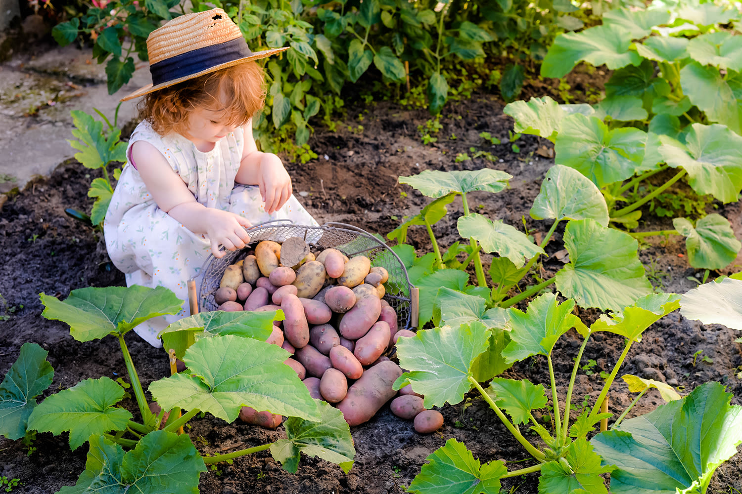 Afbeelding van een klein kindje met aardappelen - Aveve