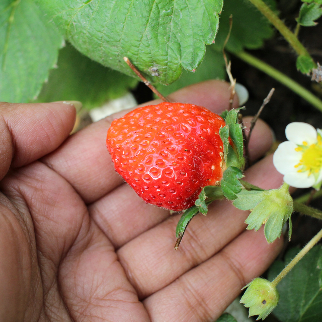 Variétés de fraises - Aveve