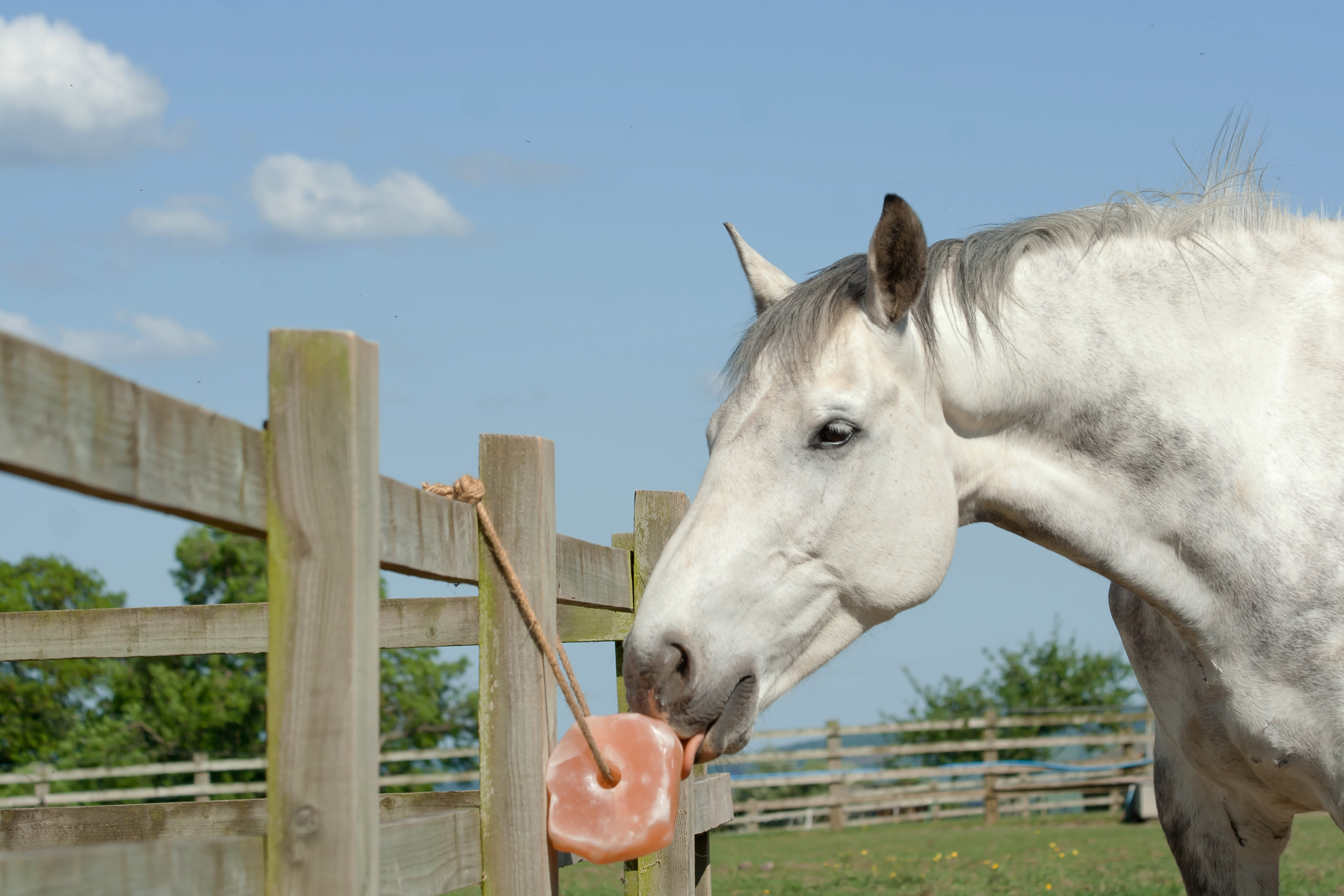 Alles voor paarden aveve likstenen