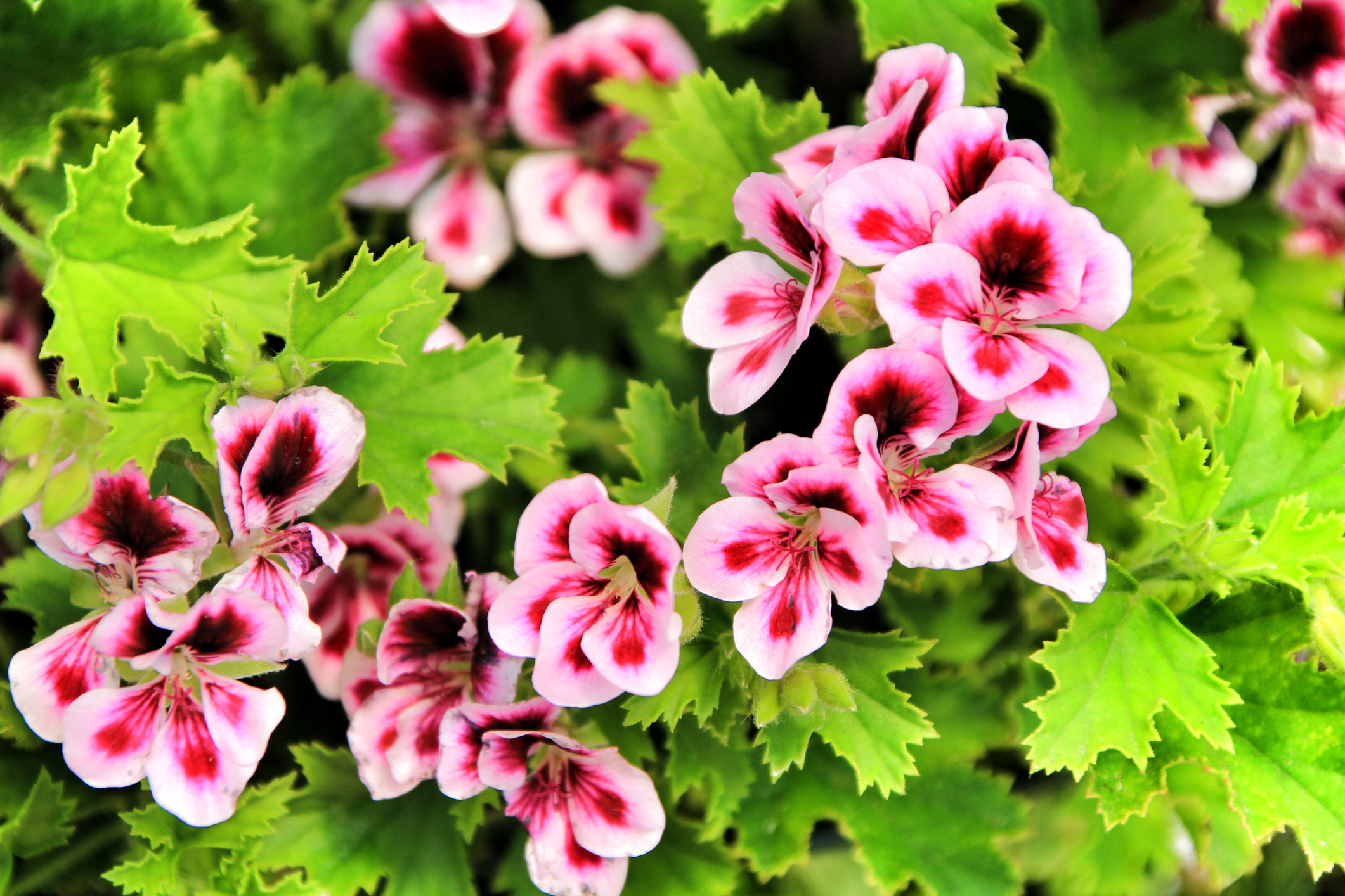 image banner: geurgeranium