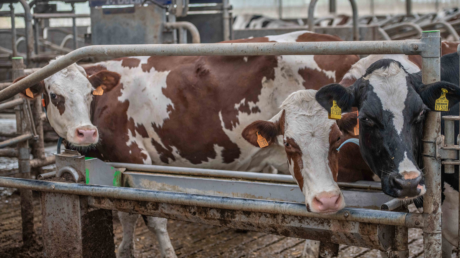 des vaches dans l'étable