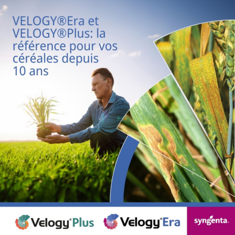 Velogy Era + Plus (Syngenta)