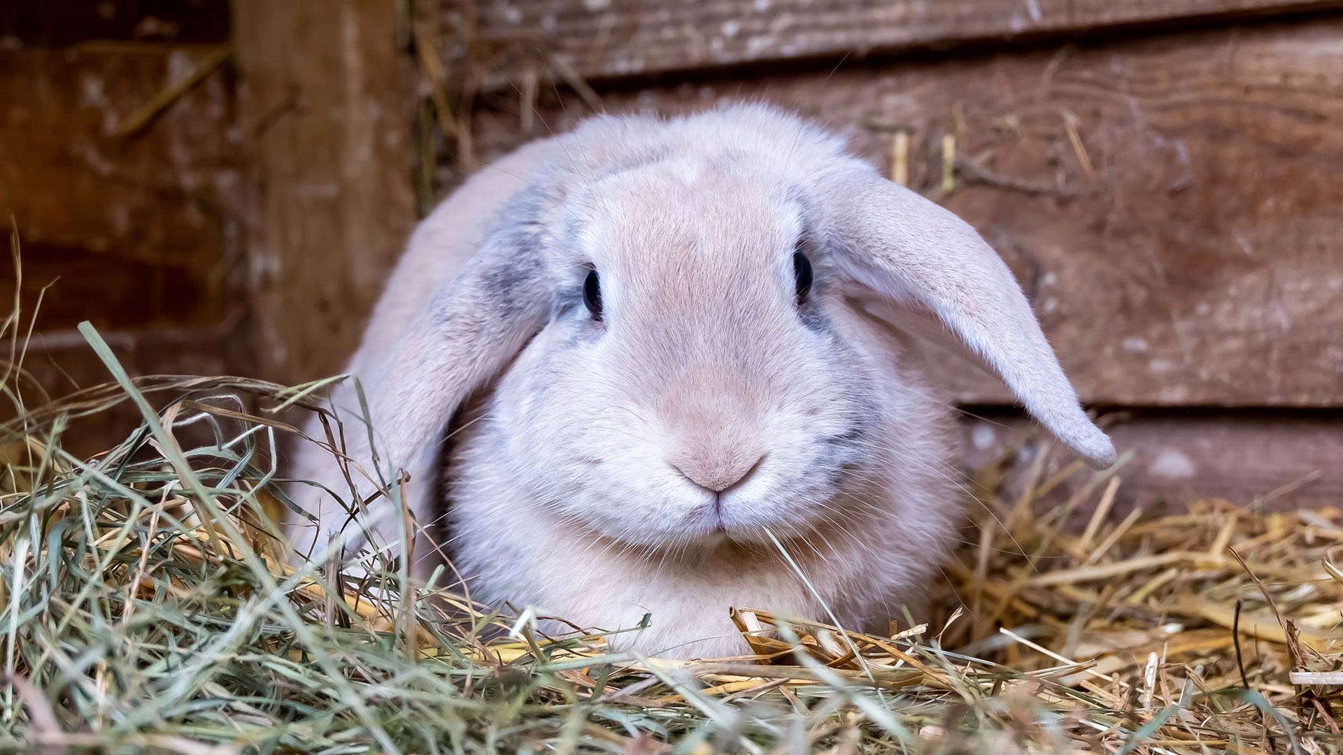 rabbit front