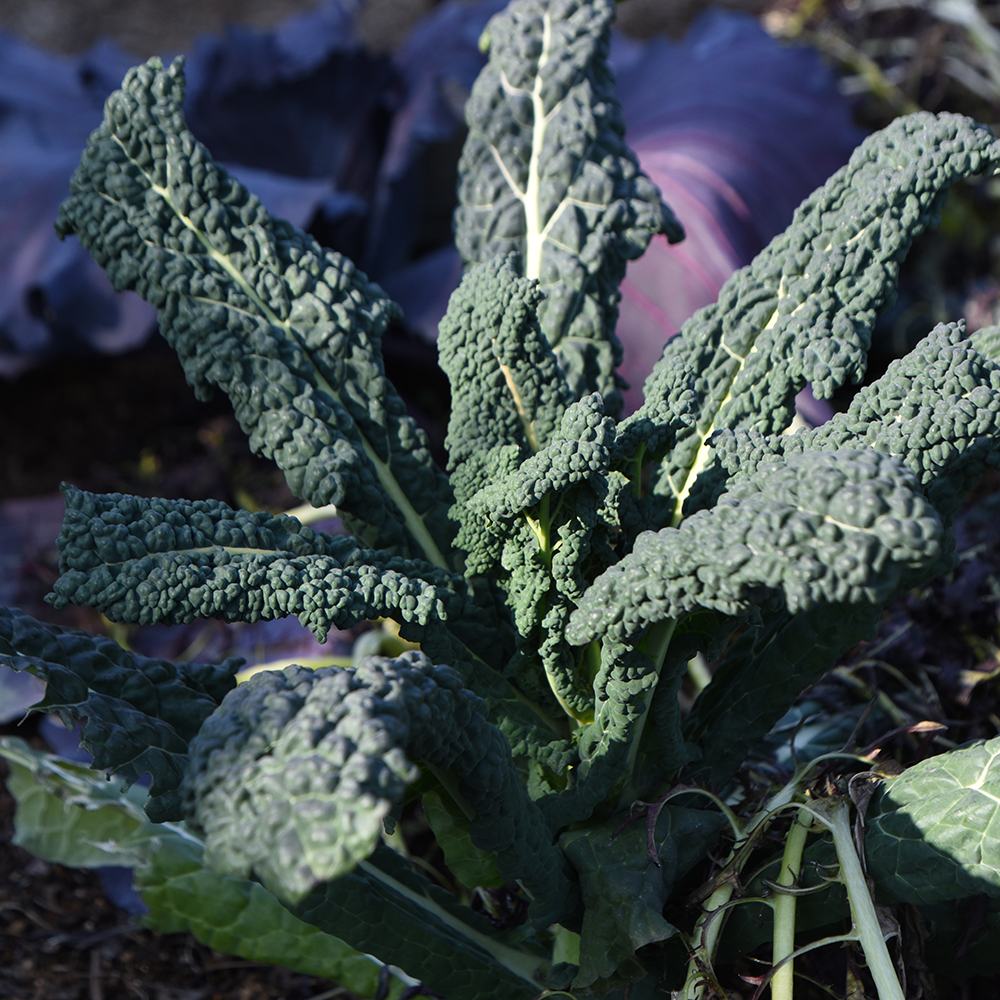 Image d’un chou palmier dans un potager