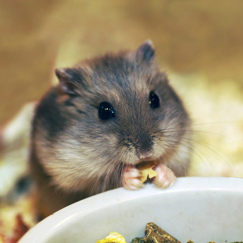Conseils pour les aliments et le logement d'un hamster - Aveve