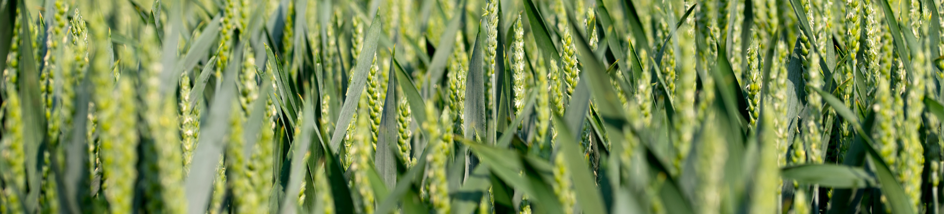 29.09.2025_Nieuwsbrief AH_Wintertarwe 2025: sterke resultaten in de rassenproeven