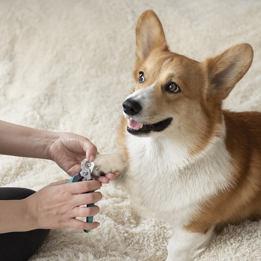 Hond laat nagels knippen door baasje - Aveve