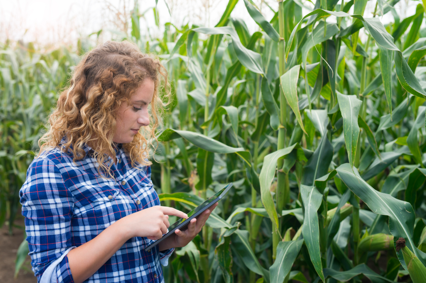 Girl with tablet standing in corn field