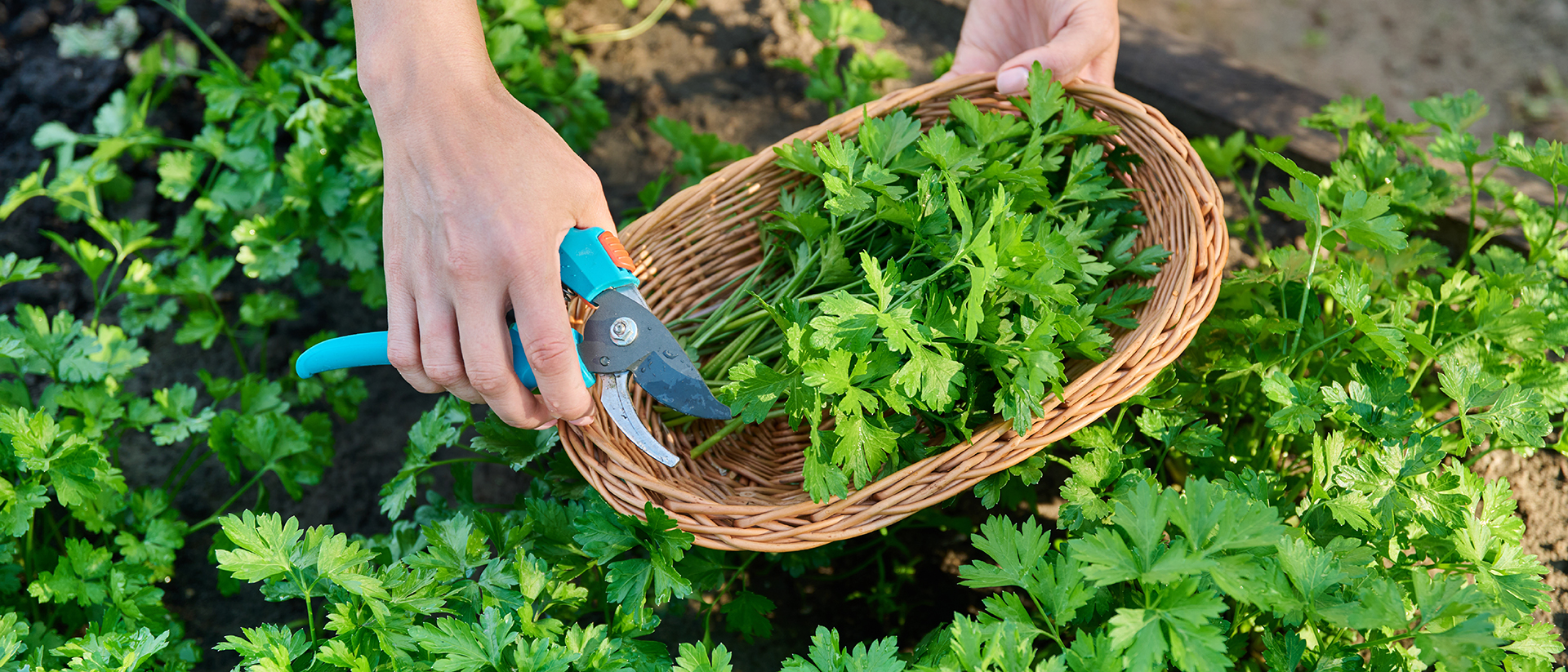 Weelderig kruidentuintje met verschillende soorten kruiden - Aveve