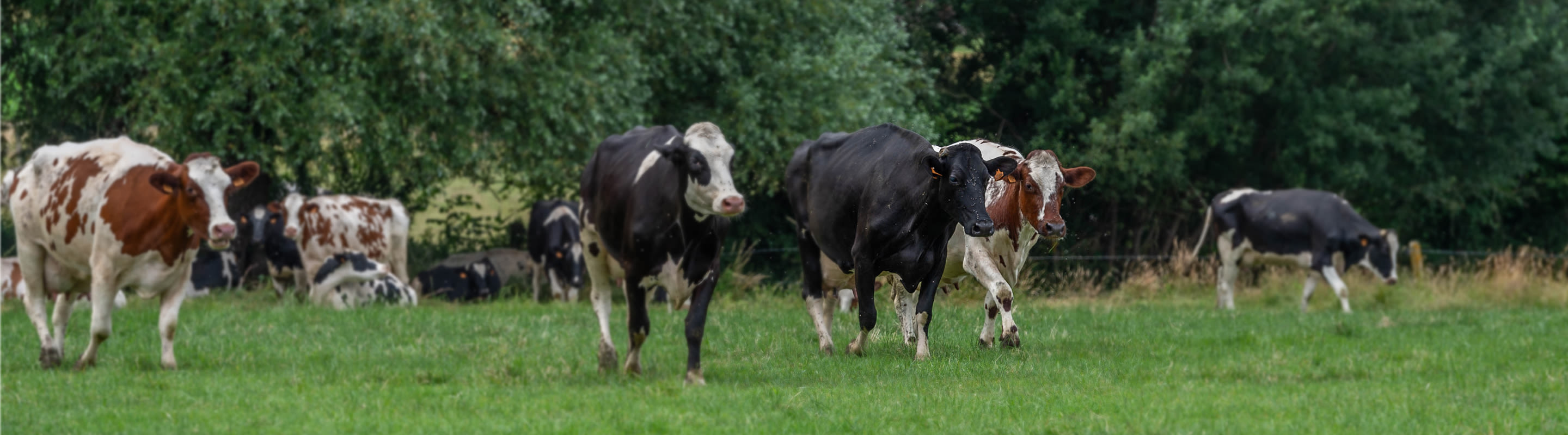 vaches en pâturage recevant des aliments biologiques