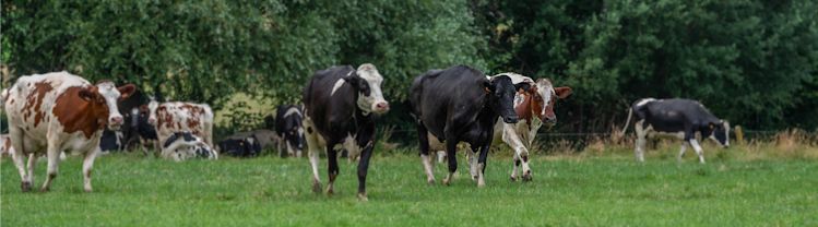 proxani-vache-laitière-pâturage-bio