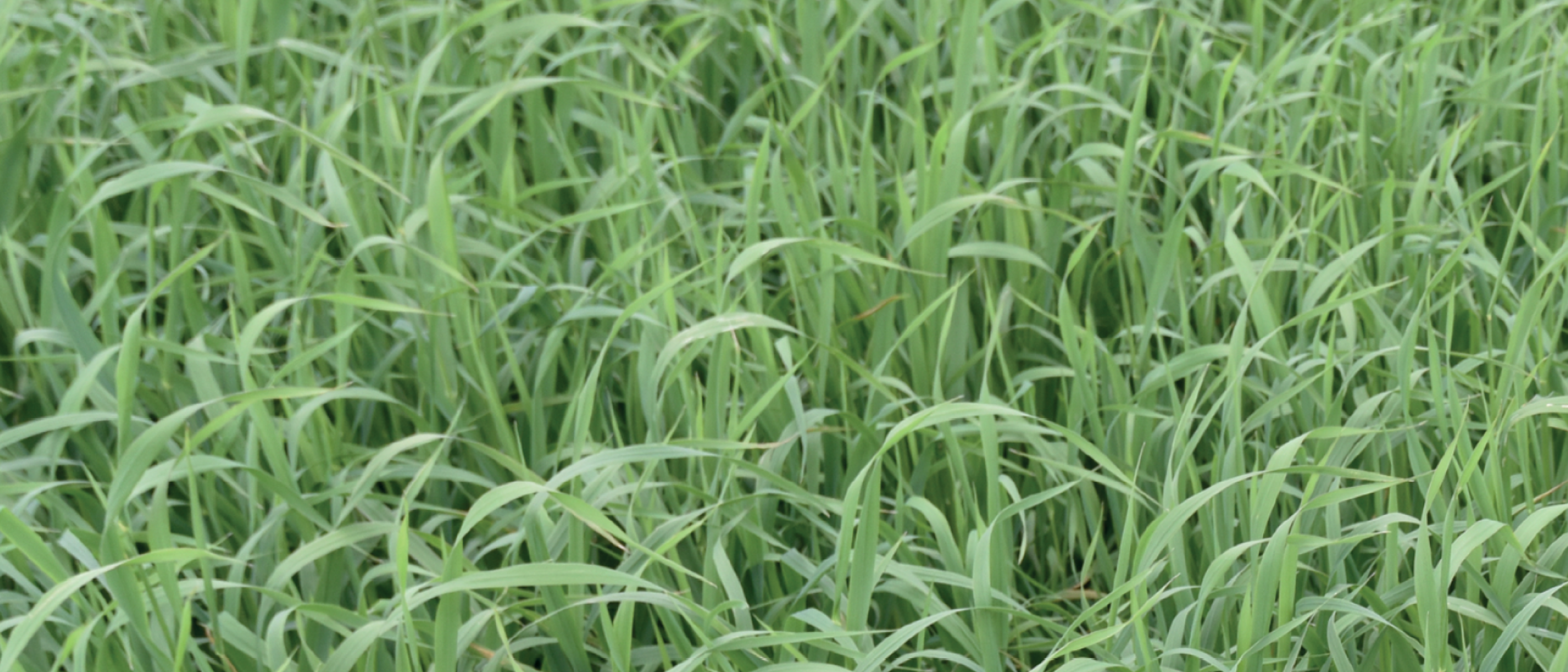 Grasland zaden Enkelvoudige componenten grasachtigen