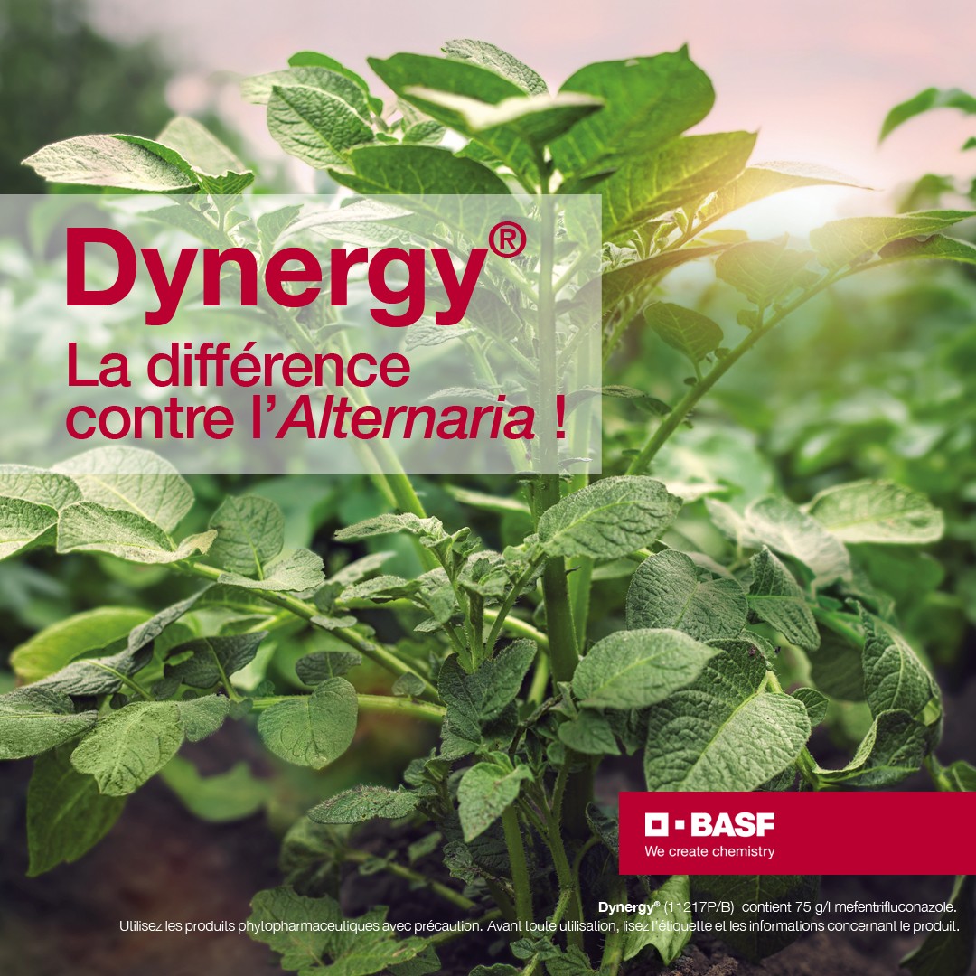 dynergy