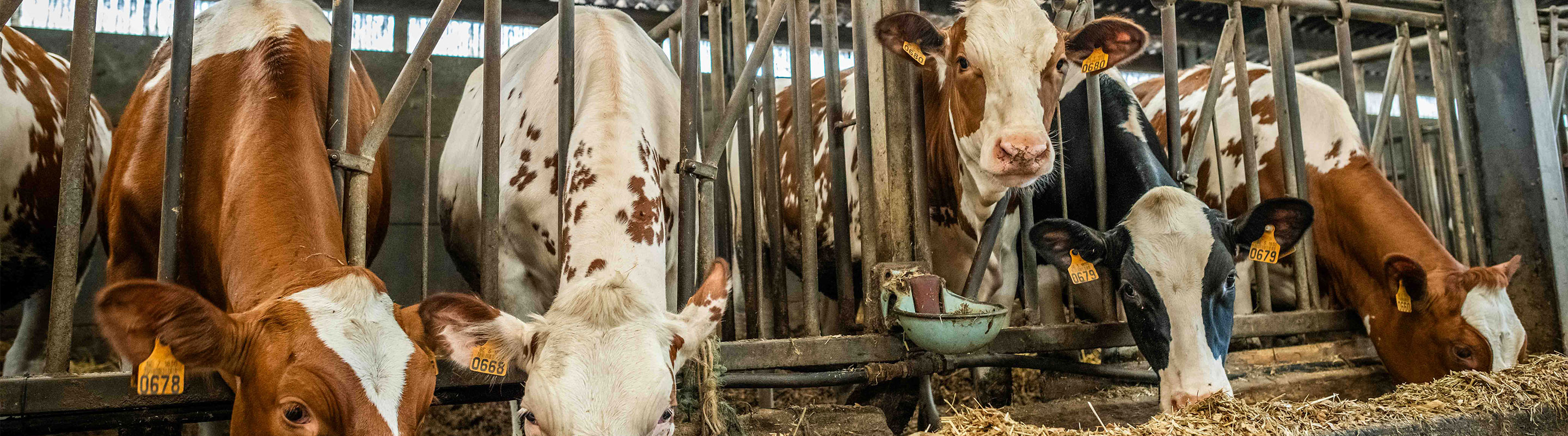 vijf koeien aan het eten in de stal