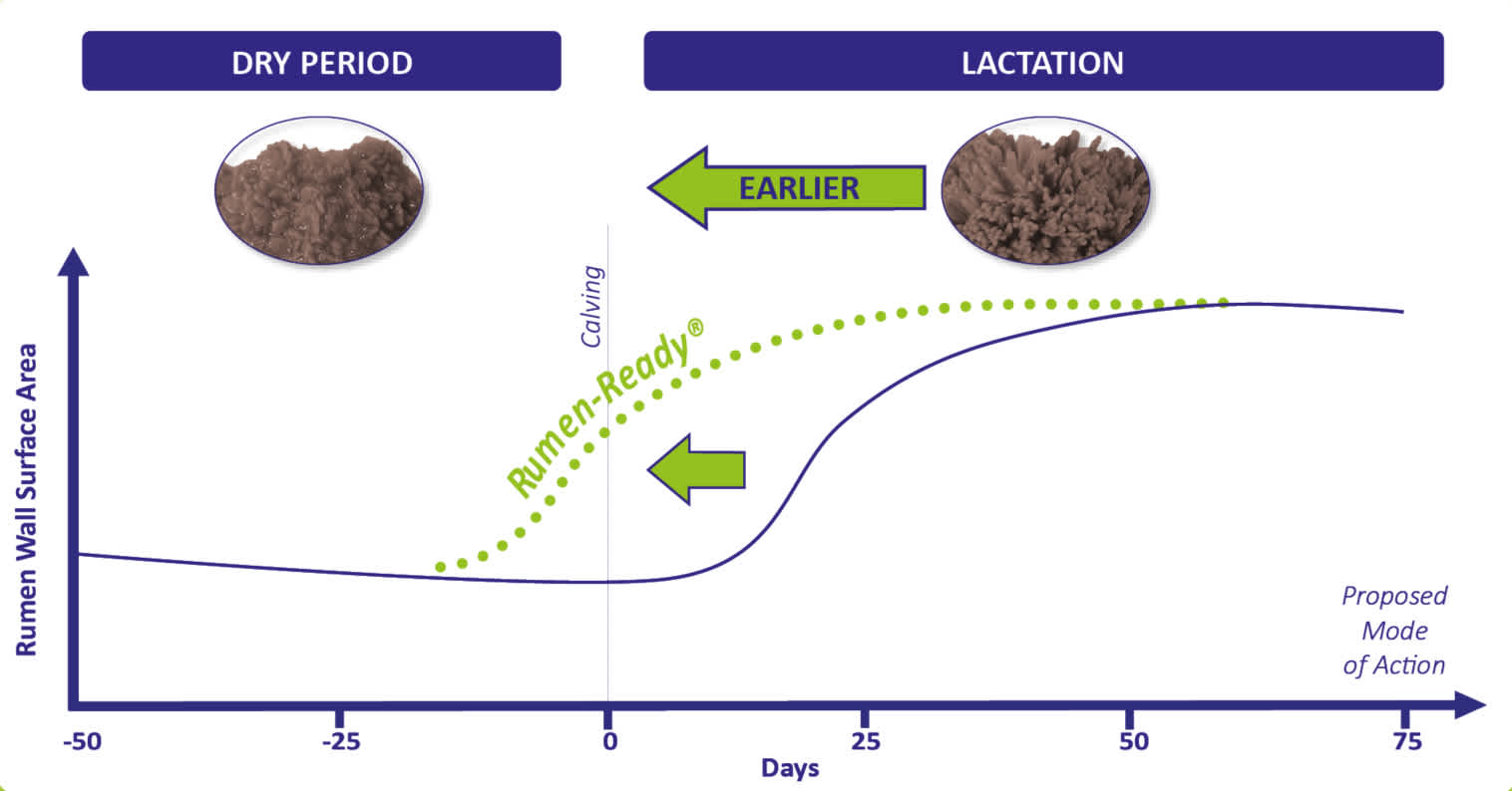 Dairy cow rations – challenges at the start of lactation