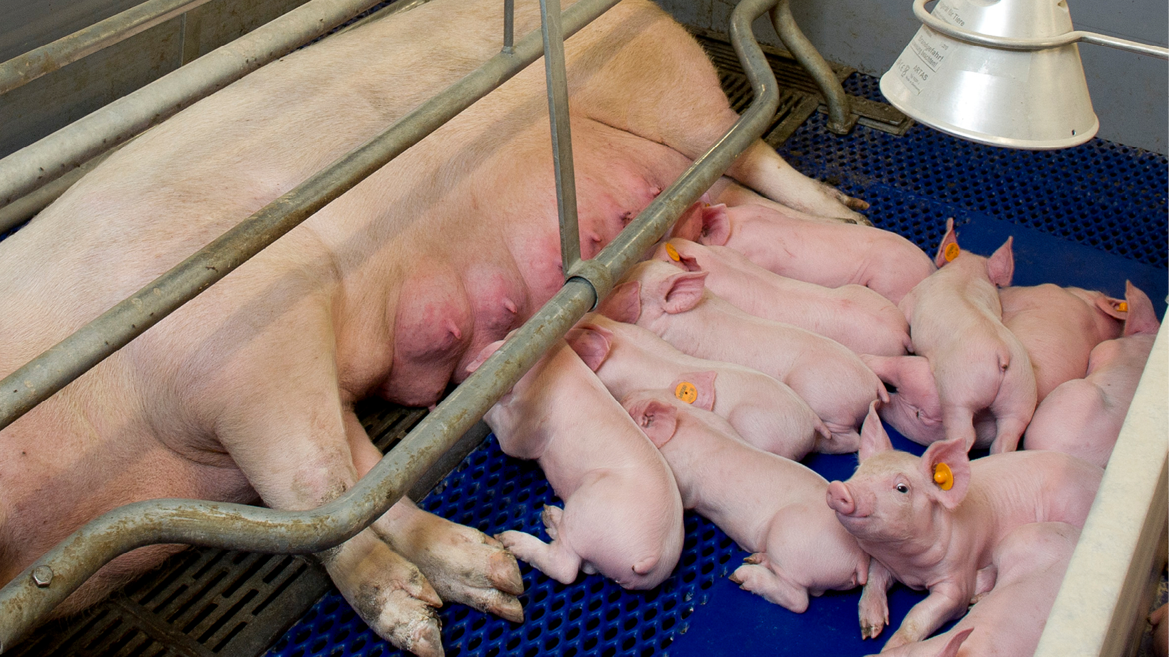 Biggen banner 3 1280x720px