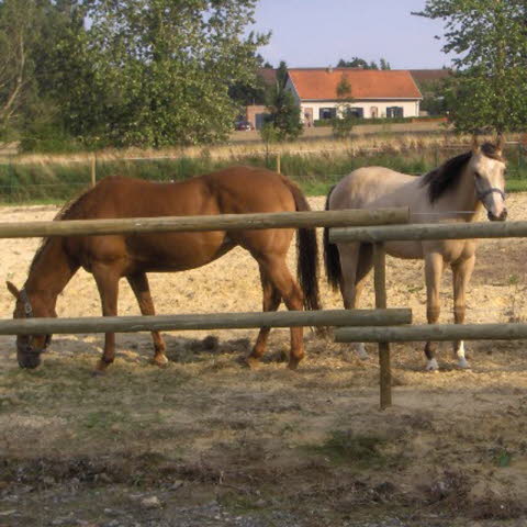 Quelle clôture choisir pour mon cheval ? - Aveve
