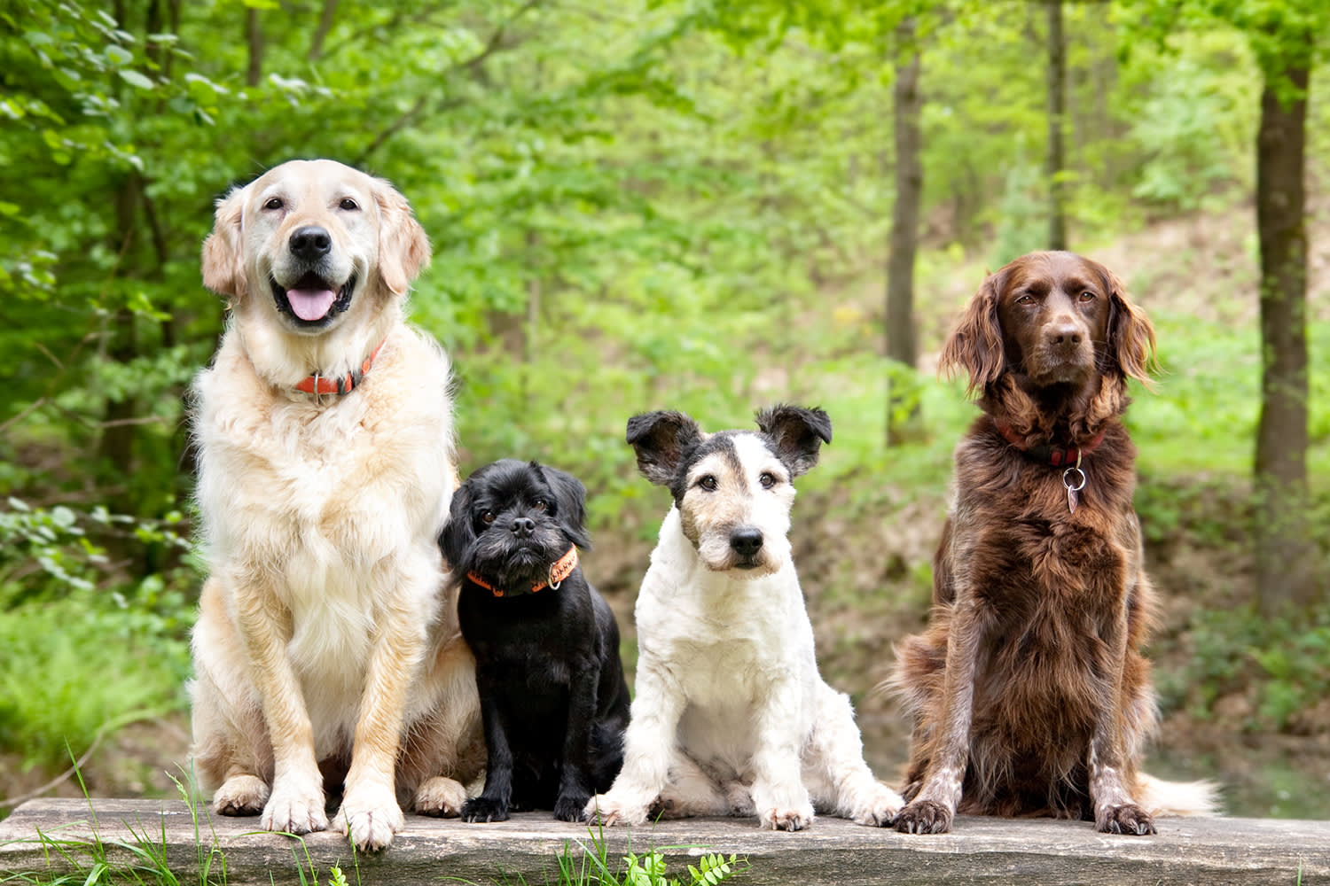 Verschillende soorten honden naast elkaar, verschillende hondenrassen op een rijtje – Aveve