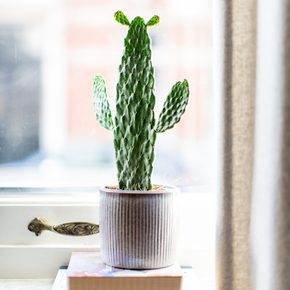 Afbeelding van een vijgcactus in een pot op een vensterbank - Aveve