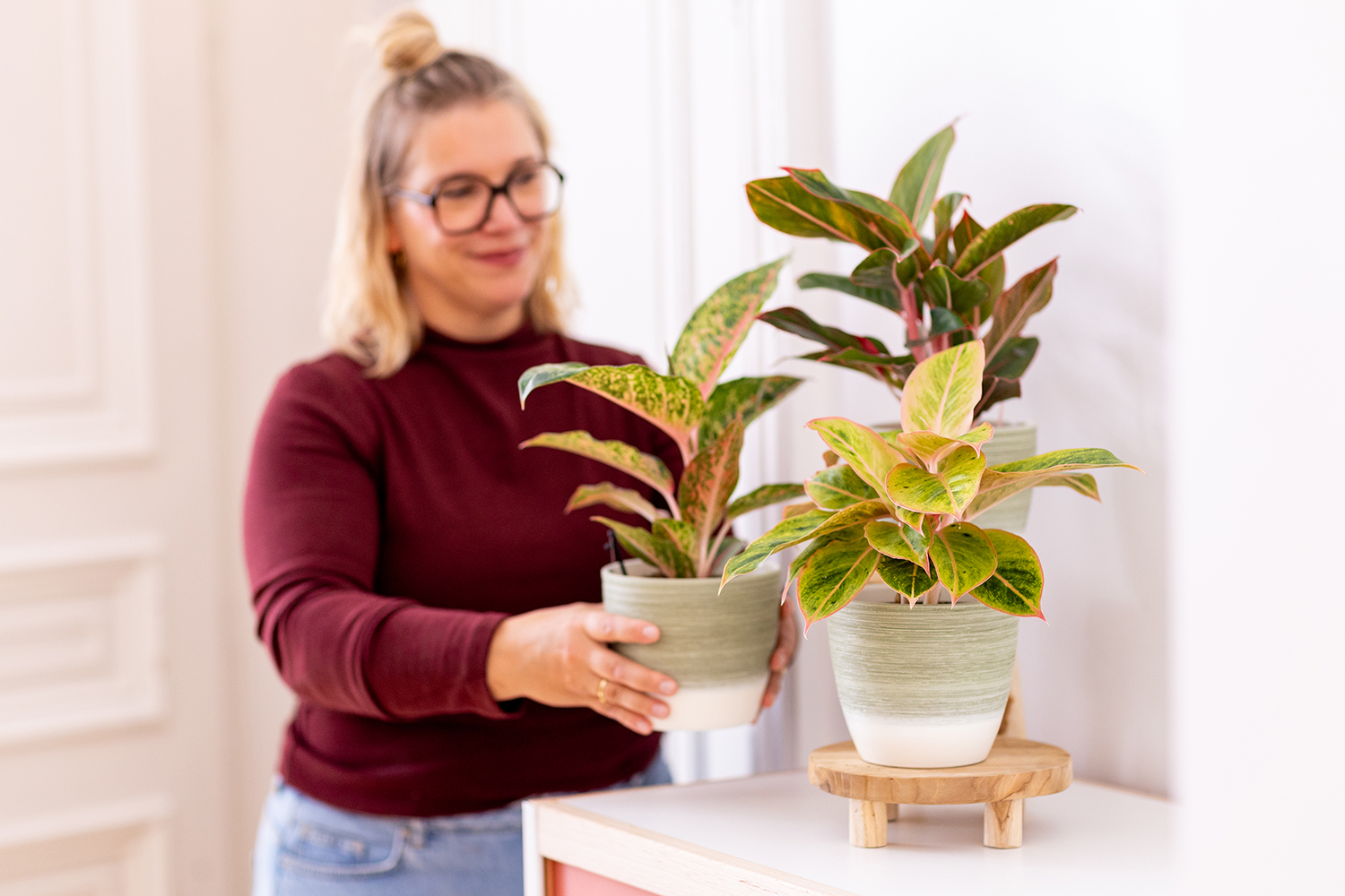 Entretenir un Aglaonema : guide pratique | Aveve