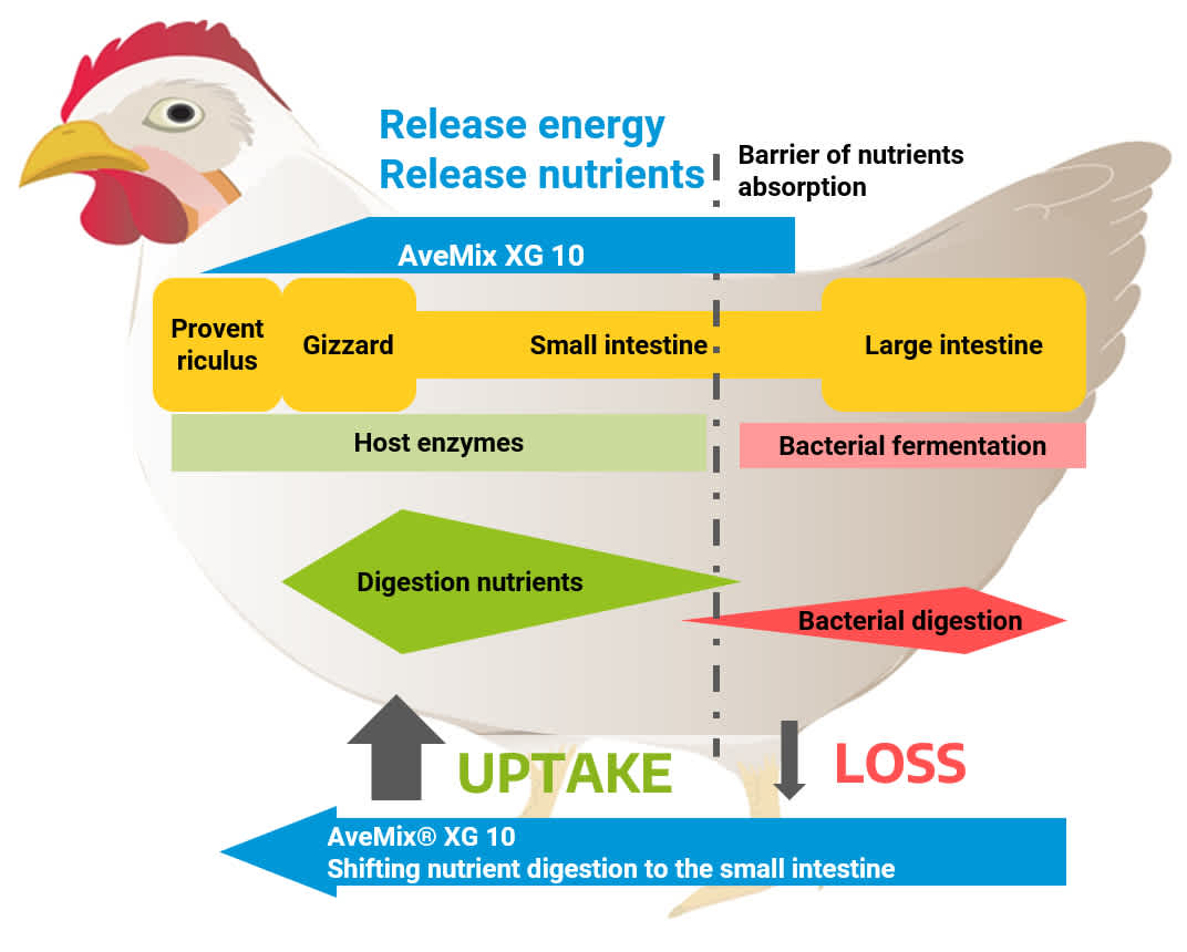 AveMix® XG 10 11/21 Figure 3 – Mode of action of AveMix® XG 10 in the animal