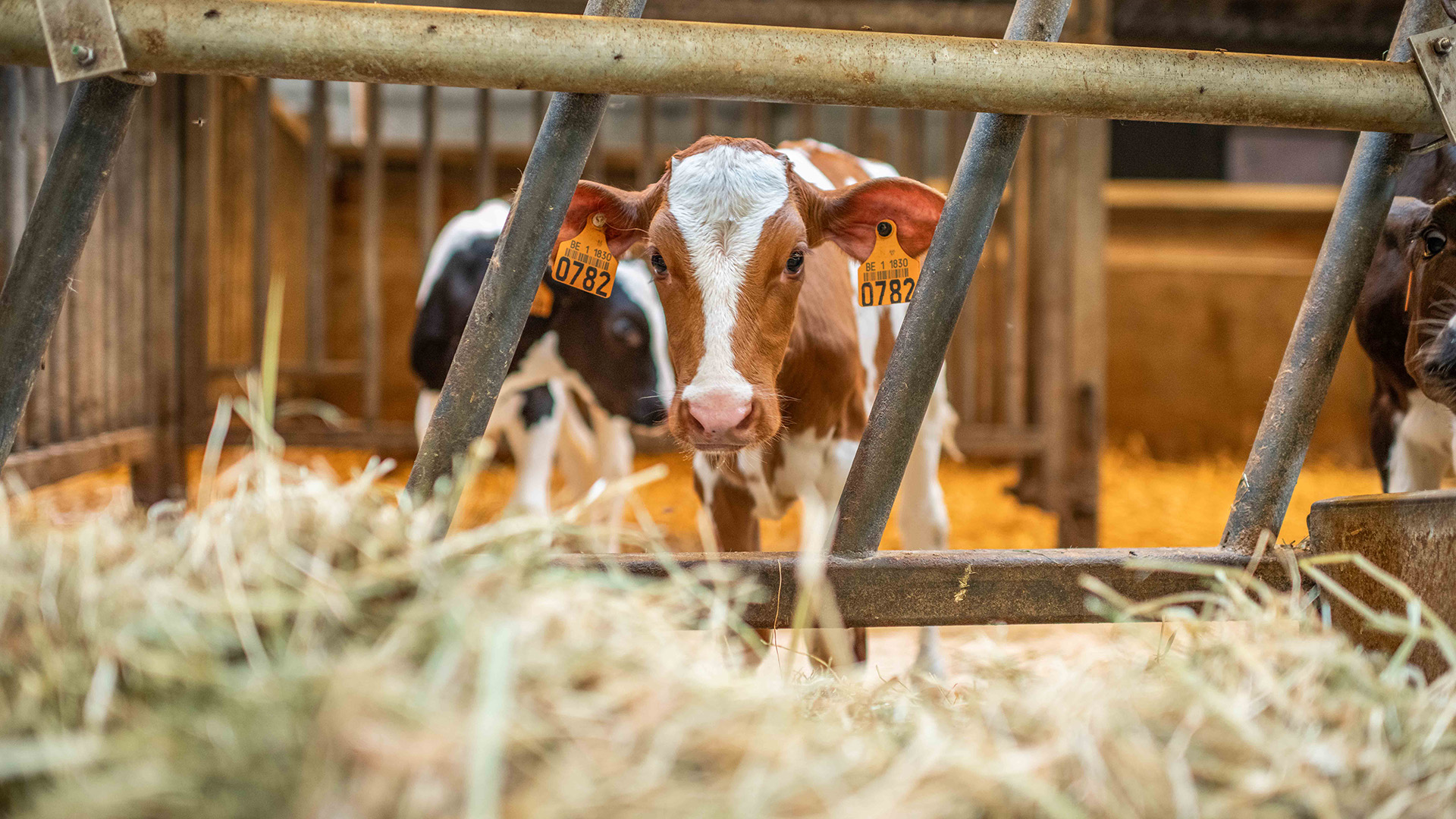 Kälber werden im Stall gefüttert