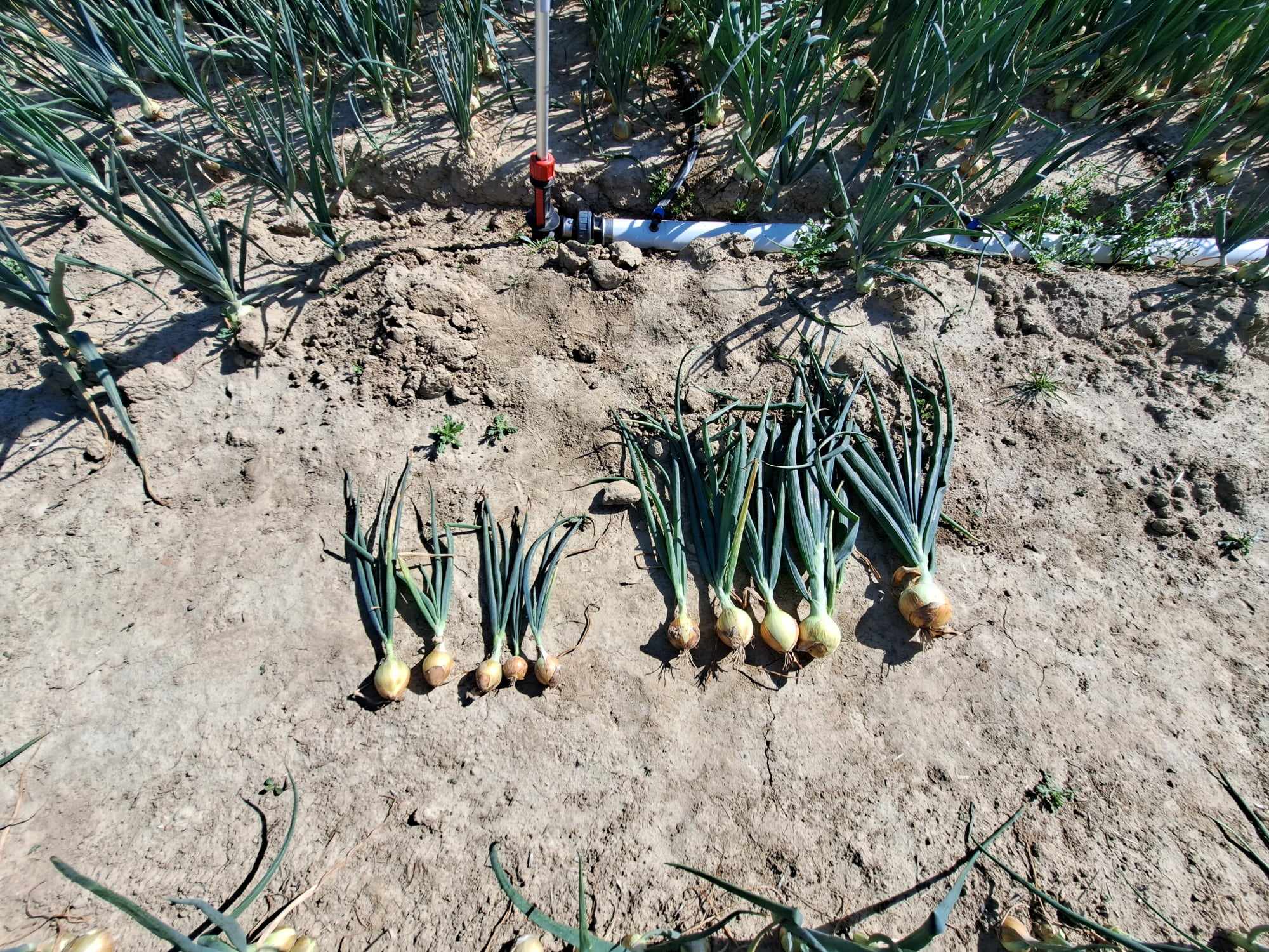 Fertigatie: de slimste stap naar een hogere opbrengst I&T3