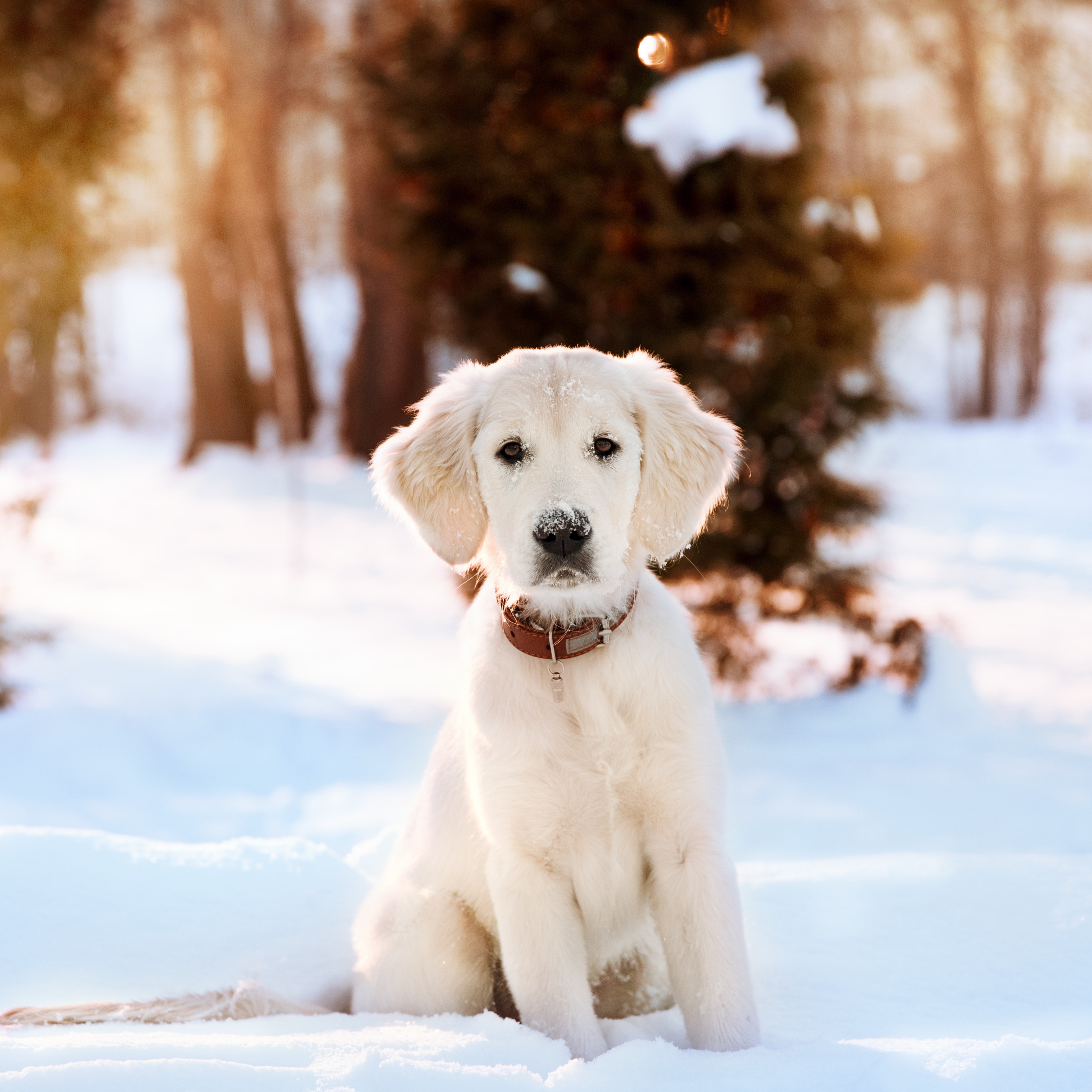 Warmte & kou: je hond verzorgen in de en - Aveve