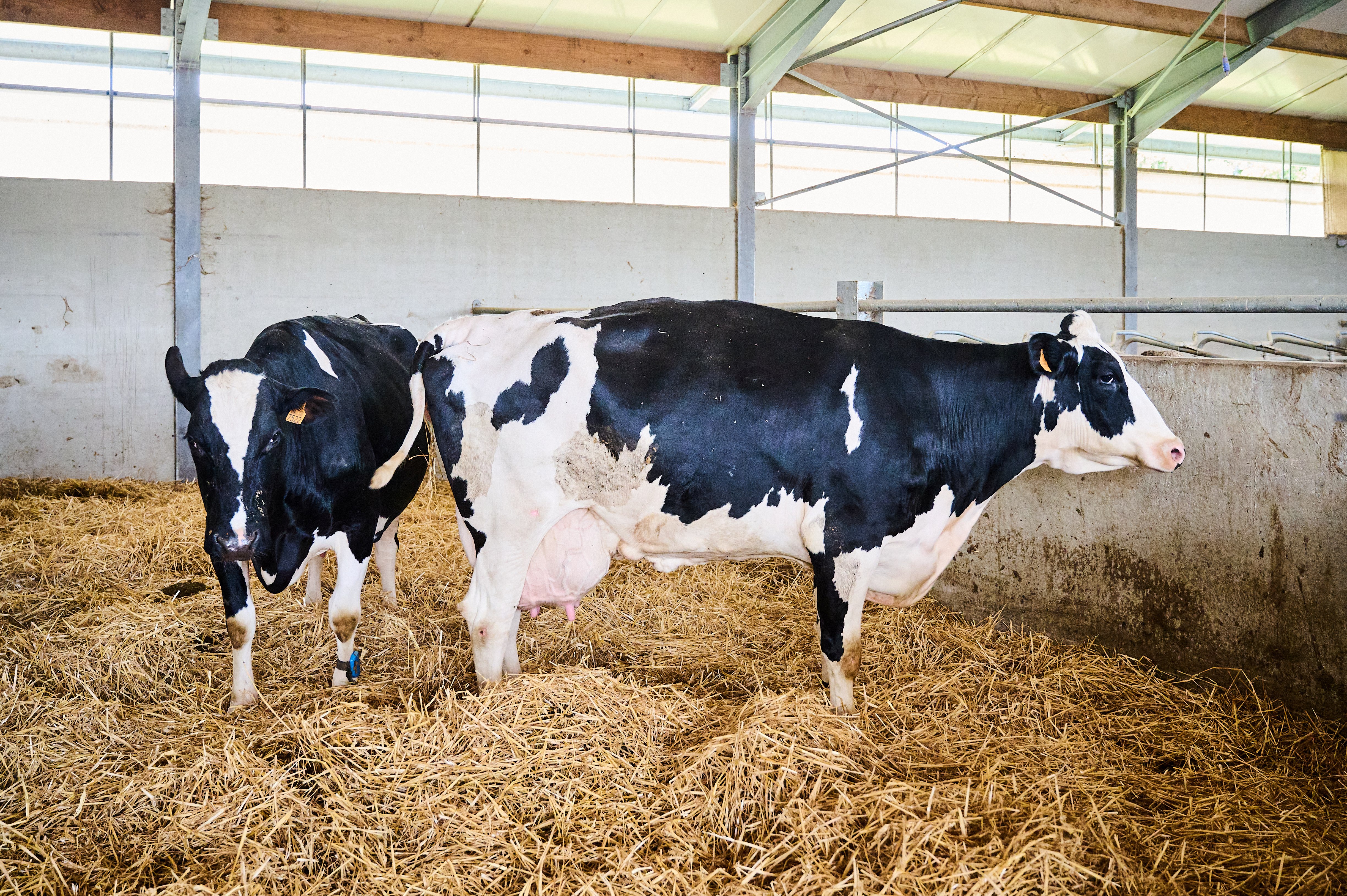 16.09.2025_Nieuwsbrief AN_melkziekte