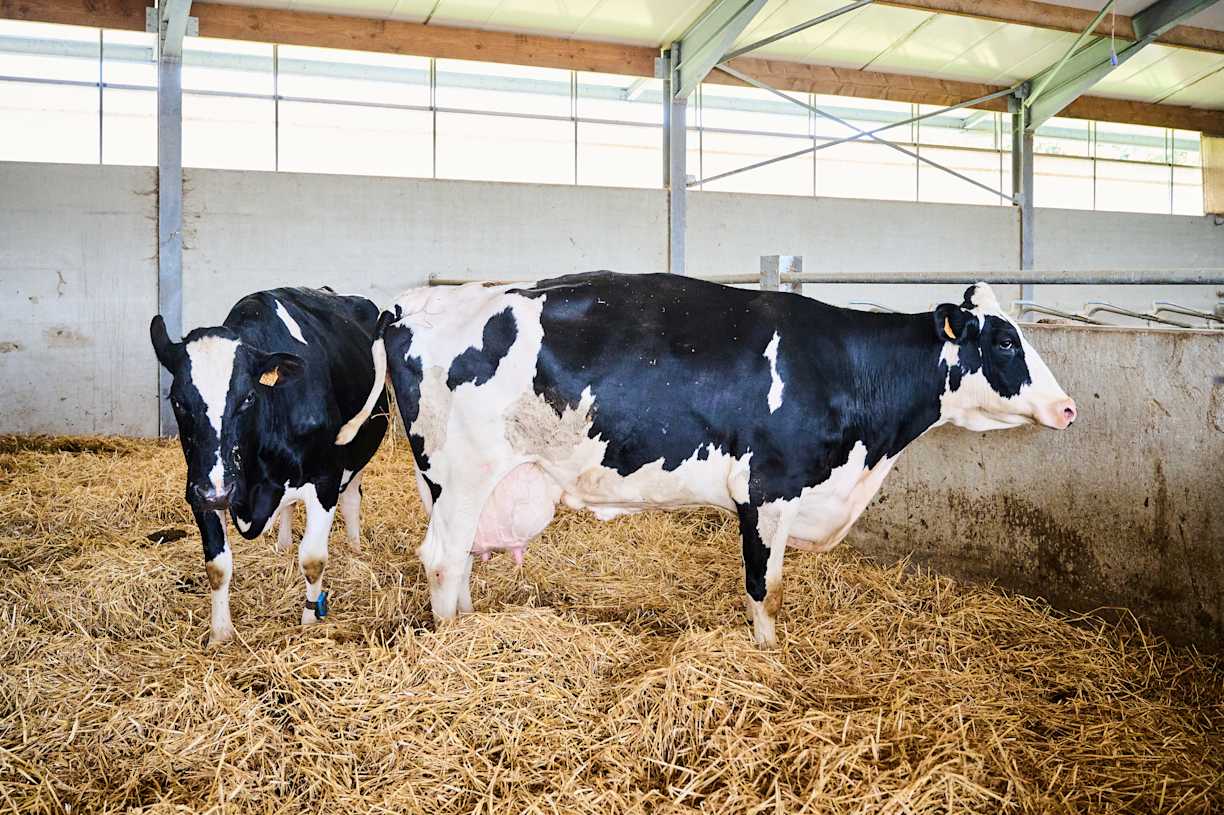 16.09.2025_Nieuwsbrief AN_melkziekte