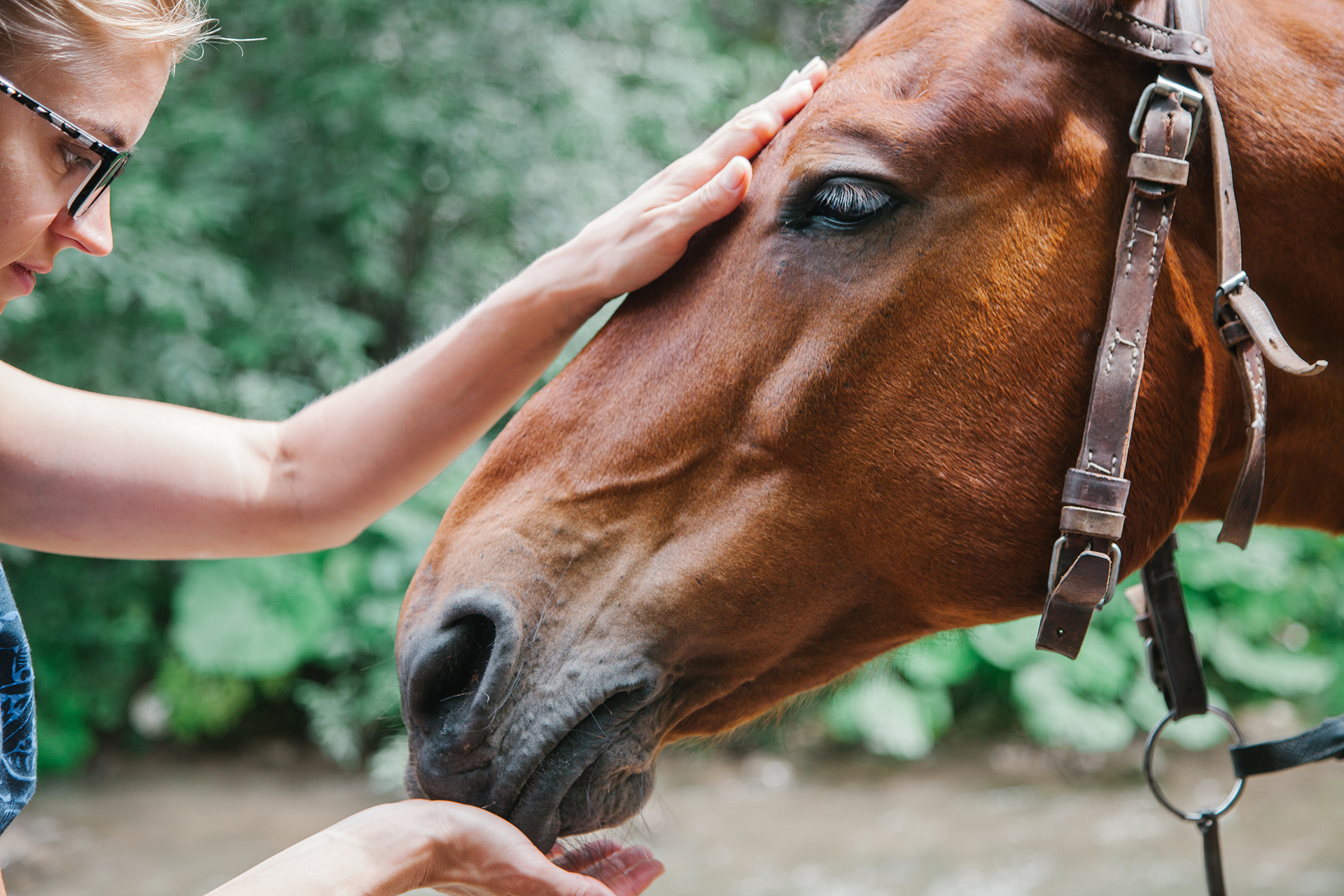 Alles voor paarden aveve paardenvoer