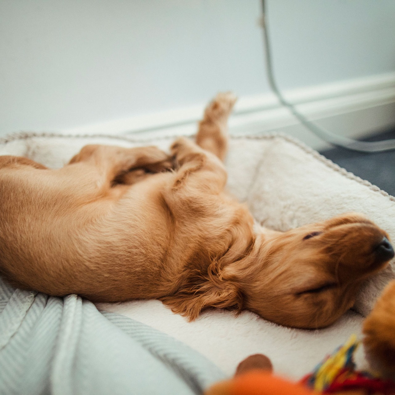 Puppy aan het slapen in hondenbedje - Aveve