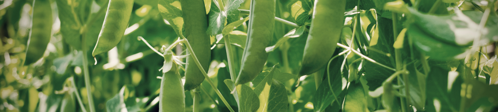 28.10.2025_Nieuwsbrief AH_Gele erwten openen nieuwe deuren in voeding en landbouw 