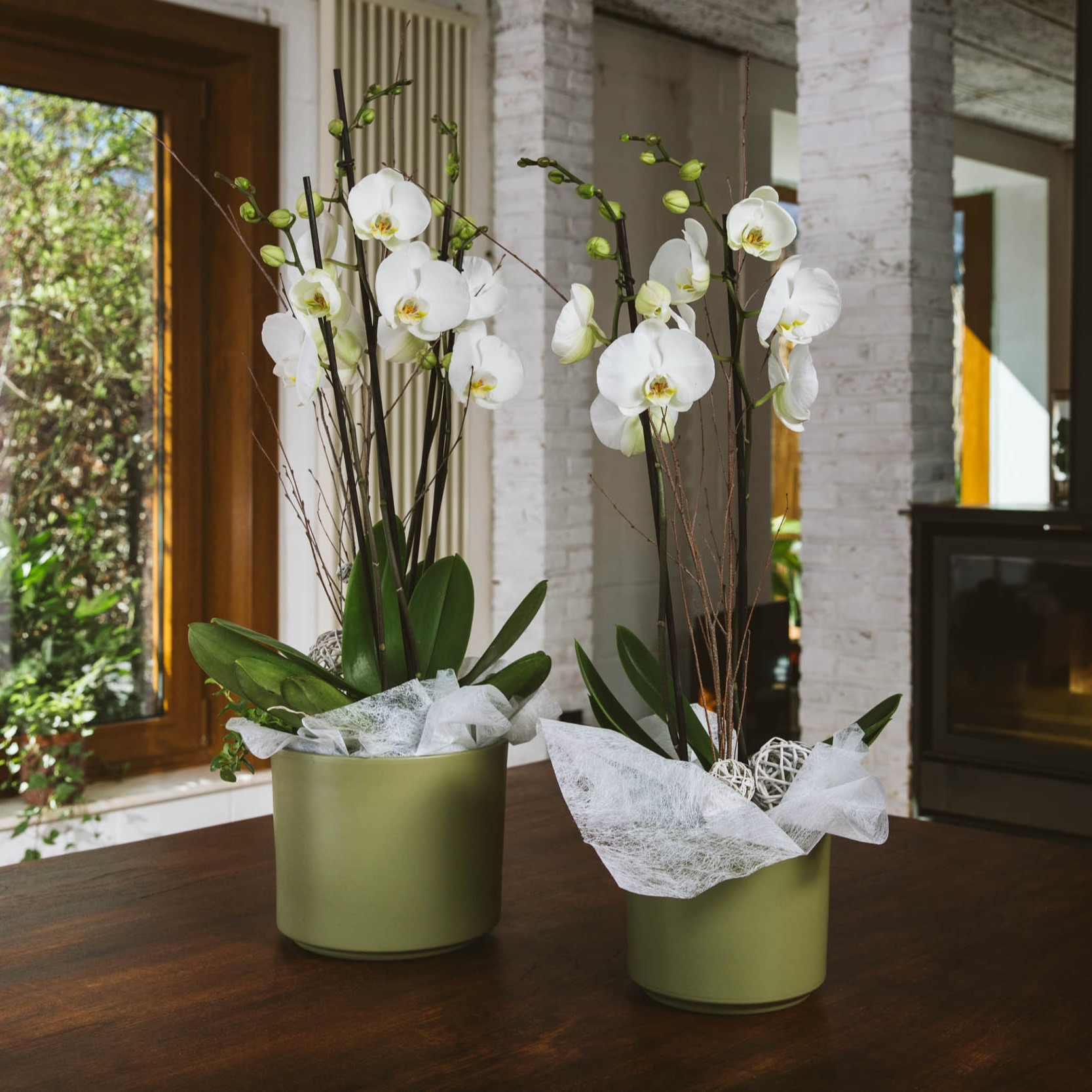 Photo d'ensemble orchidées - Aveve