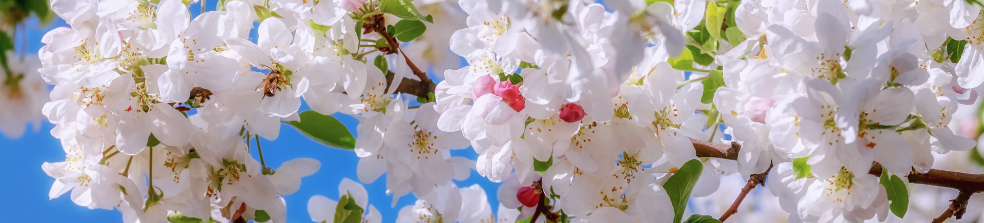 Hermoo_PEA-02®, een nieuwe effectieve oplossing tegenbacterievuur!