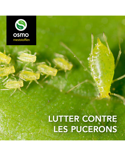 Bladluizen bestrijden