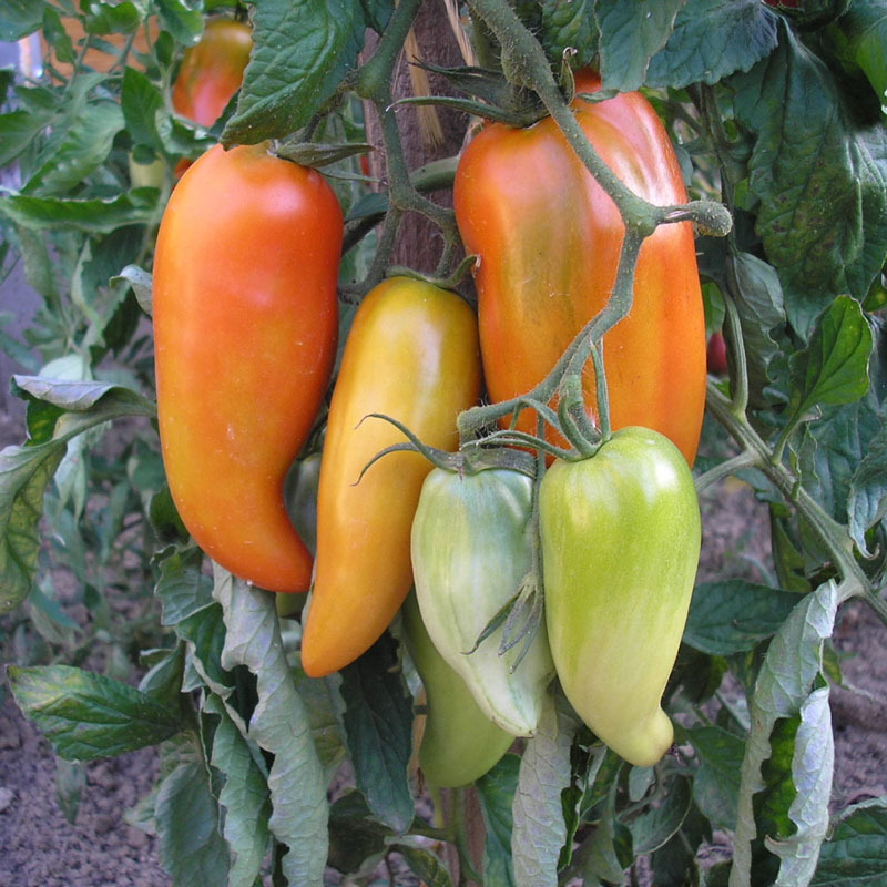 Nog meer tomatenplanten