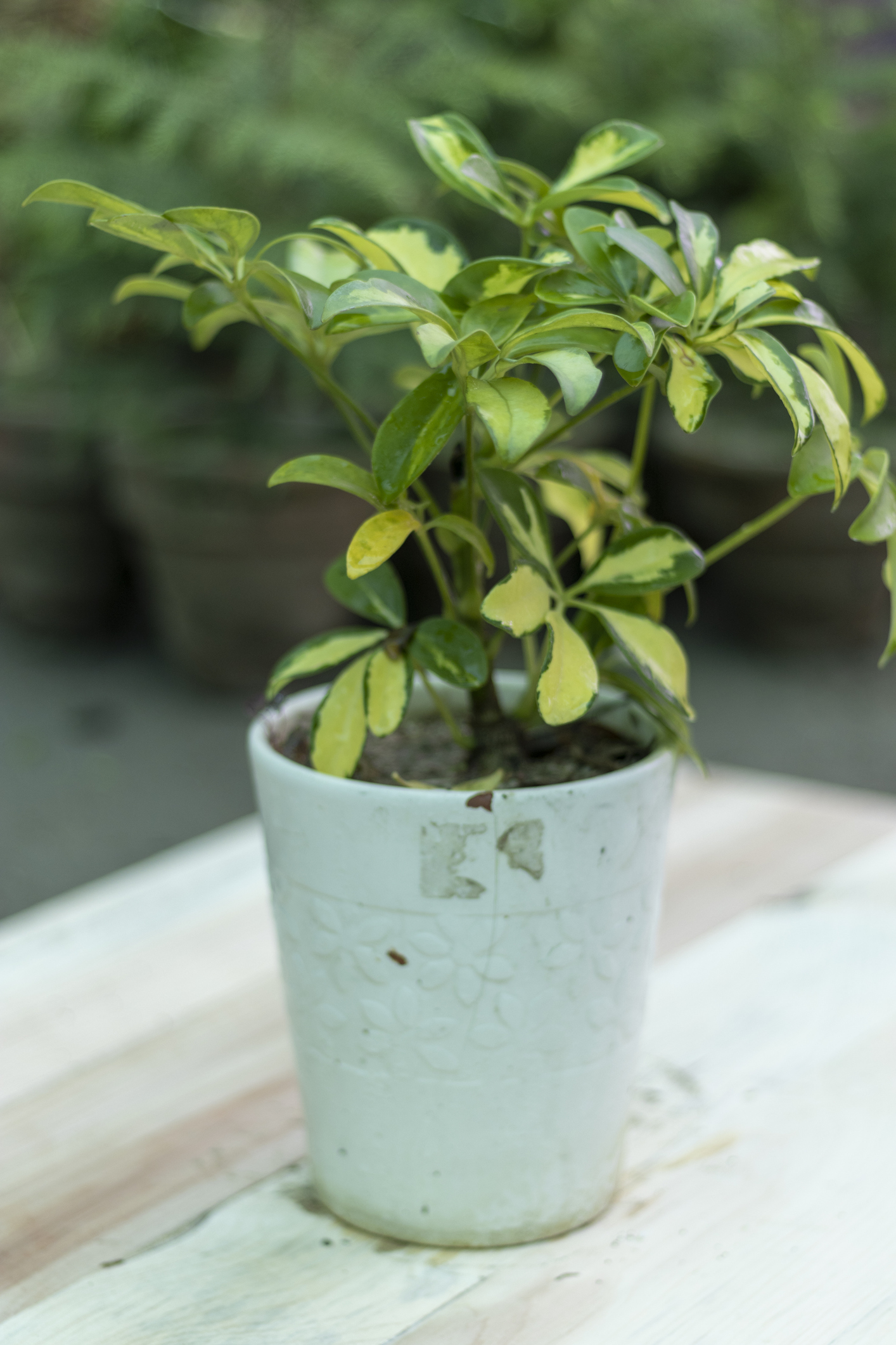 afb: Schefflera verticaal