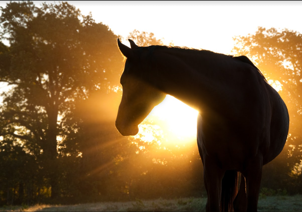 paard bij zonsopgang