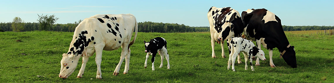 The science behind Rumen-Ready ®