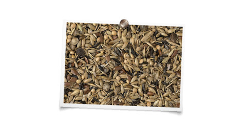 foto mengeling Inlandse Vogels zonder raapzaad “luxe”