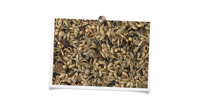 foto mengeling Inlandse Vogels zonder raapzaad “luxe”