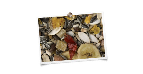 foto mengeling King Papegaaien met fruit “luxe”