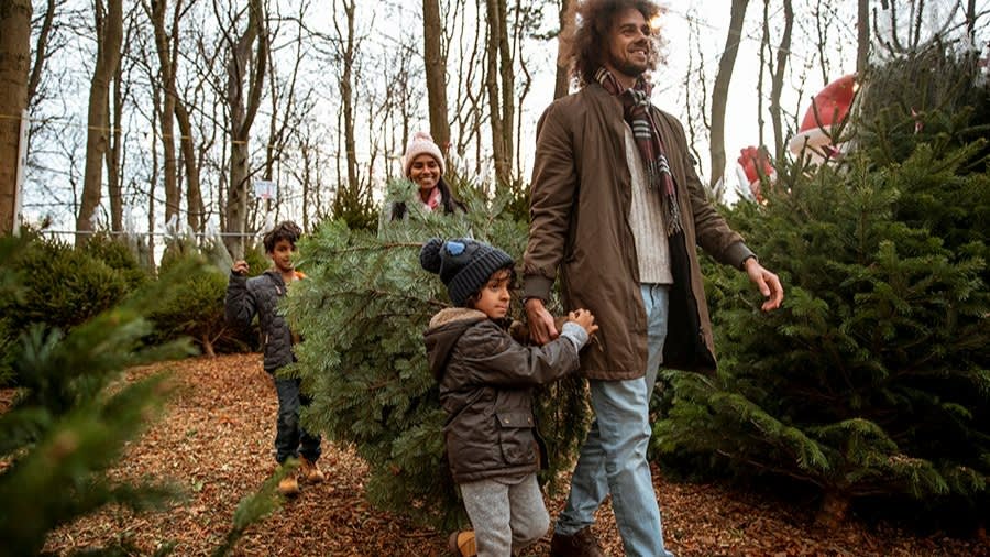 Een echte kerstboom in huis halen