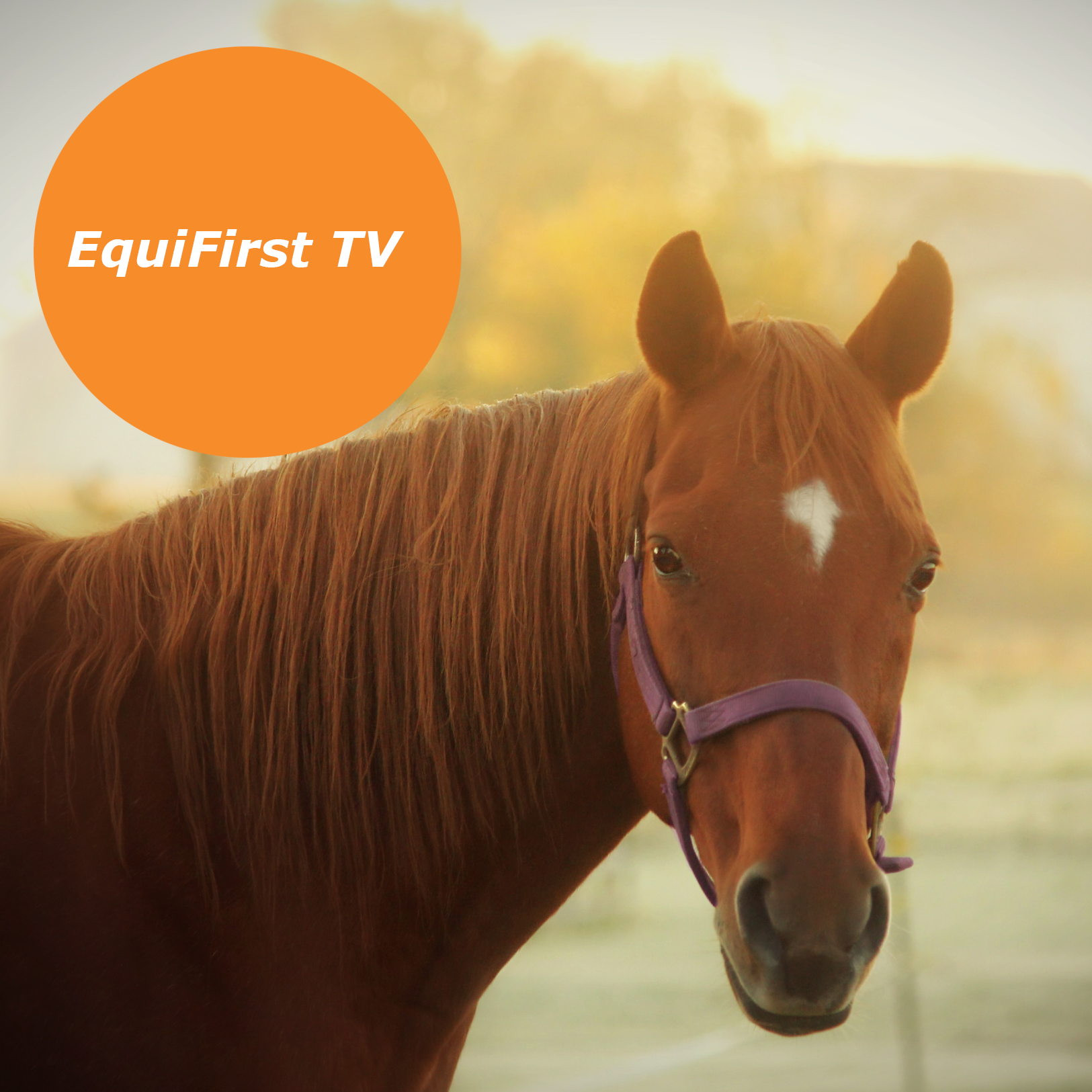 EquiFirst TV