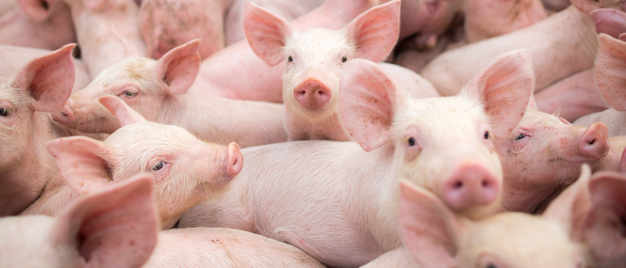 Varkens Hero Banner 1920x823px