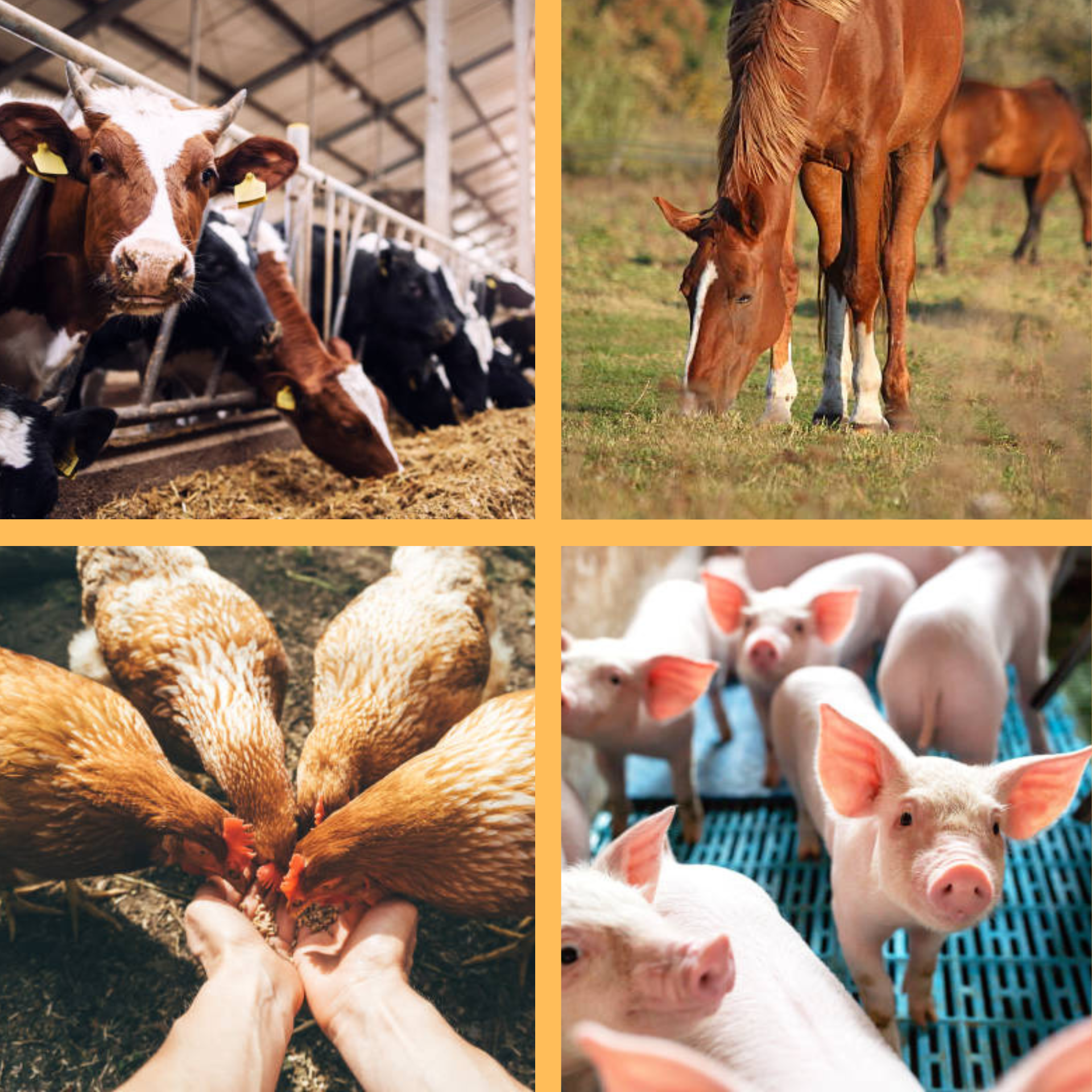 Nuverta Pea Protein for Animal Nutrition I&T1